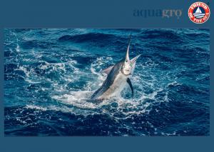 Friend of the Sea