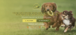 Dancing Creek Farm Launches the Pet Trust Fund in Partnership with Haven Mia Bella to Ensure Lifelong Pet Care