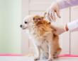 Animal Vaccines Market Is Booming So Rapidly: Romvac, Vaxxinova, Merial