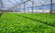 Evfarmer Announces Partnership with Lettuce Farms in Salinas Valley, USA