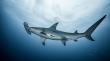 Shark Research Foundation Launches GoFundMe to Save Sharks from Extinction