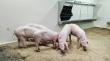 Researchers design tools to develop vaccines more efficiently for African swine fever virus (ASFV)