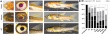 Biobreeding technology enables rapid development of golden Grass Carp germplasm
