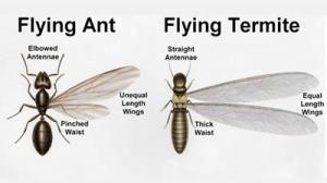 Flying Ant vs Swarming Termite