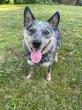 VetStem Cell Therapy Improves Quality of Life in Australian Cattle Dog with Elbow Arthritis
