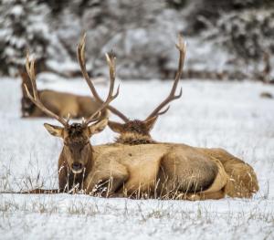 The new book Banovich has already garnered praised for its artistry and authenticity from wildlife photographers, creative directors, and nature buffs alike