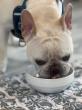 Why Pets Should Be Given Only Human-Grade Ingredients
