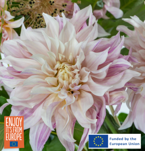 Image of Dahlia