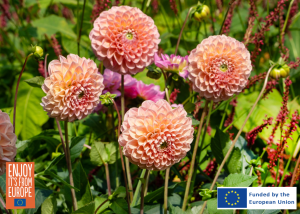 Image of Dahlia