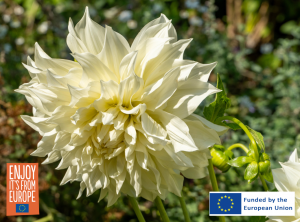 Image of Dahlia