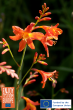 New Ways to Upgrade Tired Flowerbeds With Showstopping Summer Bulbs