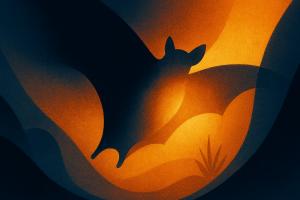 Surprise-Adaptation-How-Bats-Use-Hot-Torpor-to-Save-Energy-Without-Getting-Cold