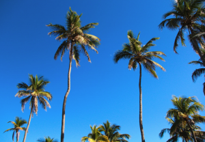 Miami Beaches