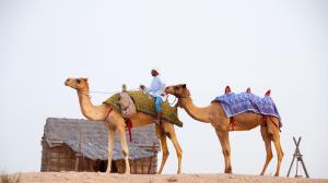 Camels