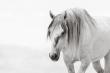 Wild Horse Photographer Brings Visibility to American Mustangs