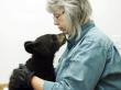 This Canadian Non-profit Drives Over 33,000 Kilometers a Year to Save Orphaned Bear Cubs—All Without Government Funding