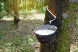 Natural Rubber Market