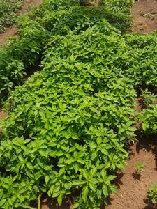 Vibrant green crops growing strong in a healthy, thriving agricultural environment