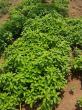 CLIMATE-SMART AGRICULTURE PLATFORM to REVOLUTIONIZE FARMING in WEST AFRICA LAUNCHES CROWDFUNDING CAMPAIGN on INDIEGOGO