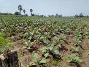 Drip irrigation system delivering water directly to crops, ensuring efficient and sustainable growth