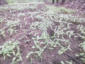 Rebuilt environment supporting the growth of healthy crops in a thriving agricultural landscape