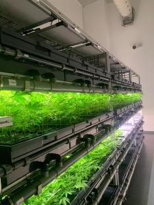 Aeroponic Roots and Clones in AEssenseGrows AEtrium SmartFarm Nursery at Endo Canna