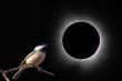 Community Scientists and AI Team Up To Observe Bird Behavior During Total Solar Eclipse