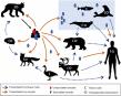 Scientists blame climate change for spread of infectious diseases and unleashing of ice-locked microbes in Arctic
