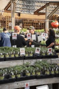 Anawalt customers browse TomatoMania
