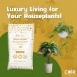 DomusCoir® launches in the UK — an eco-luxury coir compost crafted for houseplants