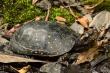 Hope for Spotted Turtles: Orianne Society Discovers New Population in Georgia