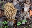 Next Generation for Morel Mushroom Cultivation in Gourmet Mushroom Products