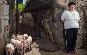 Mrs. Melkumyan, wearing a white shirt and black pants, stands behind a low metal fence, observing a group of piglets who are eating out of a trough.