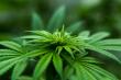 Cannabis Cultivation Market Projected To Witness Substantial Growth, 2025-2032: Canntrust Holdings, Inc., Aphria, Inc.