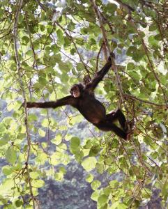 Chimpanzee Volcanoes Safaris