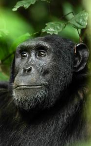Chimpanzee Volcanoes Safaris 2