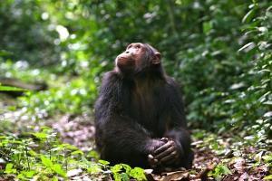 Chimpanzee Volcanoes Safaris 3
