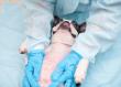 Fraser MacDonald Animal Hospital Now Offering Advanced Dog Abdominal Surgery