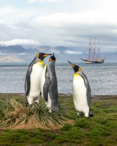 Oosterschelde DARWIN200 Josh Clarke King Penguins
