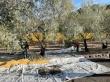 Celeste White of St. Helena Announces the Release of Vista Farms 2024 Horse Rock Extra Virgin Olive Oil