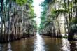 The Cajun Connection: How Swamps Shaped Louisiana Culture