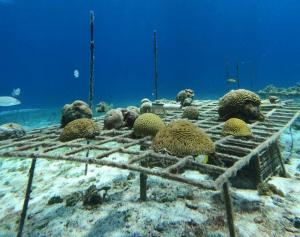 The different corals that are growing to replant on Villa Blanca Reef