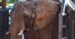 After 30 Years in Captivity, Pupy the Elephant Begins Her New Life at Elephant Sanctuary Brazil