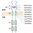 Cellular Pathways and Treatment Frontiers of Achondroplasia