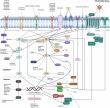 Mapping the Genetic and Therapeutic Landscape of Anaplastic Thyroid Cancer