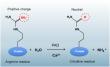 The Emerging Role of Citrullination in Gene Control and Therapeutic Innovation