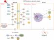 A New Path in Pancreatic Cancer Treatment: The Therapeutic Promise of GOT2