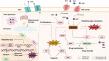 Nrf2 Identified as a Key Driver of Treatment Resistance in Osteosarcoma