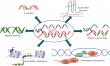 R-Loops Play Dual Role in Genome Stability and Disease