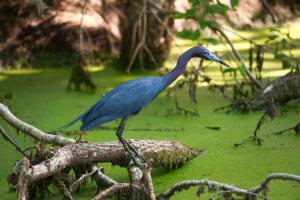BLUE HERON IN SWAMP